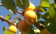 Jak správně zasadit ovocný strom