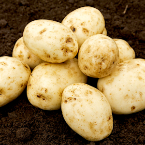 Výsadba brambor v červenci