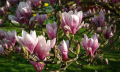 Druhy kvetoucích keřů magnolia